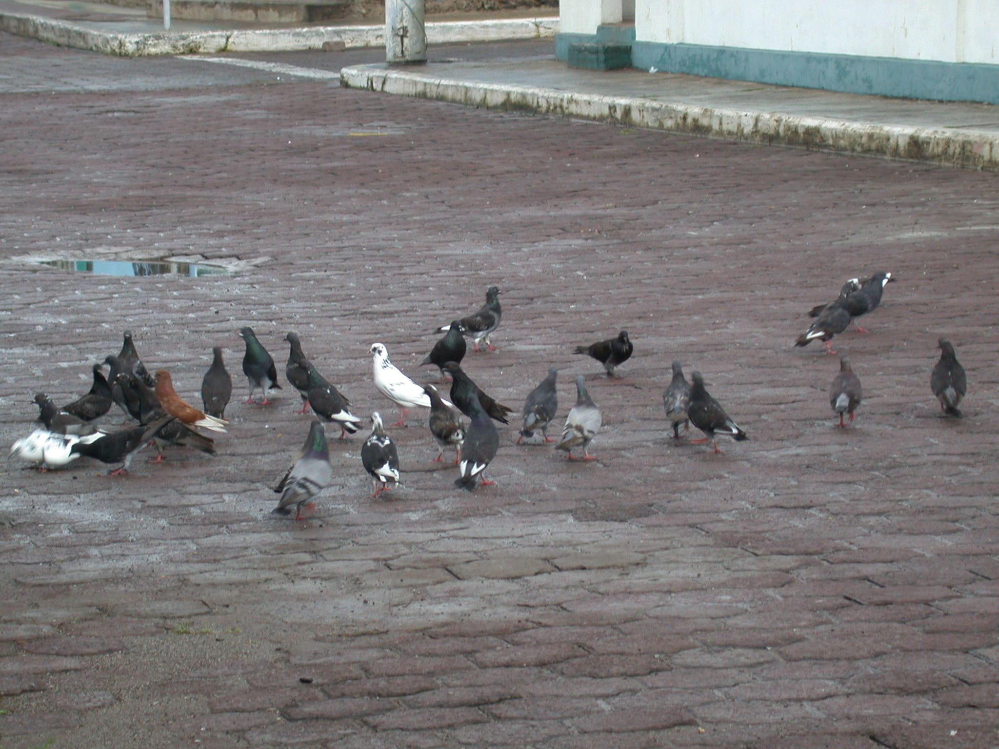 Rock pigeons, Columba livia on San Cristobal Island Photo: R.B. Phillips.